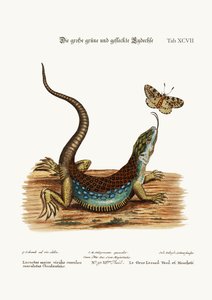 El Gran Lagarto Verde y Moteado, 1749-73